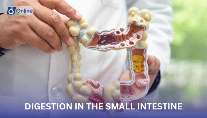 Lesson 05: Digestion in the Small Intestine